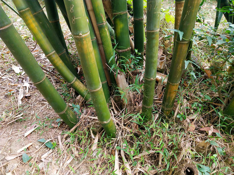 竹子根与竹子 从隐秘的根系到参天的翠竹