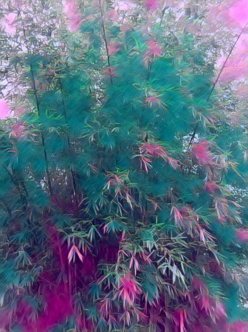 竹影自在——摄影师梅玫的东方美学视界