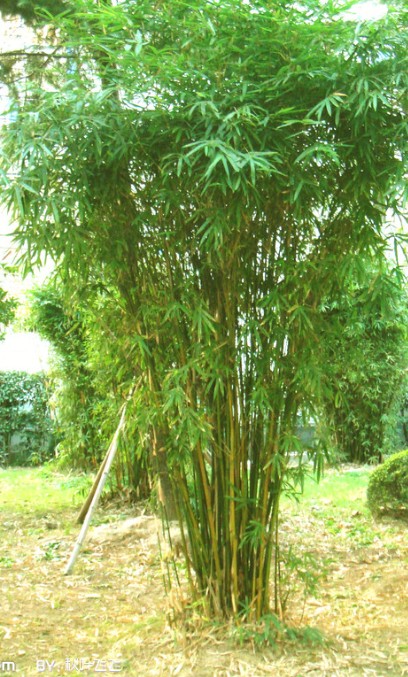认识竹子（下） 竹子——从自然到人文的绿色传奇