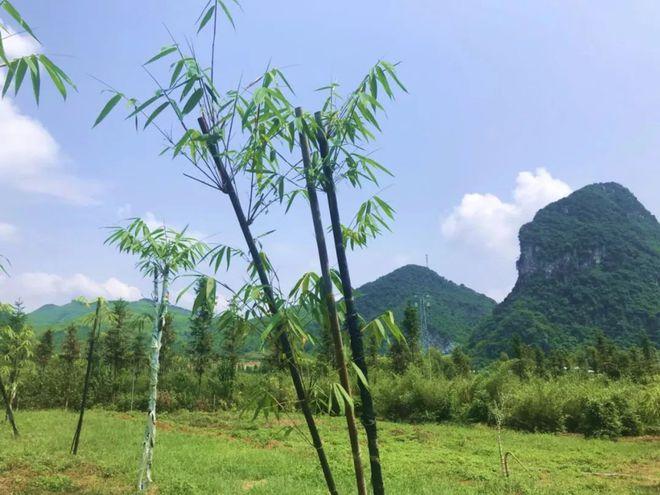 浸潭这个竹子迷宫,难倒了不少人!你敢来挑战吗?